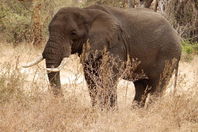 4-Day Safari from Arusha: Tarangire, Serengeti and Ngorongoro - Day 3: Morning wildlife and the Ngorongoro Conservation Area