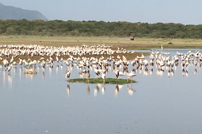 4-Day Safari from Arusha: Tarangire, Serengeti and Ngorongoro - Day 4: The Ngorongoro Crater floor