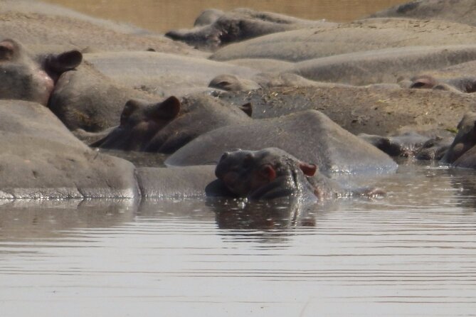 4-Day Safari from Arusha: Tarangire, Serengeti and Ngorongoro - What the private vehicle adds