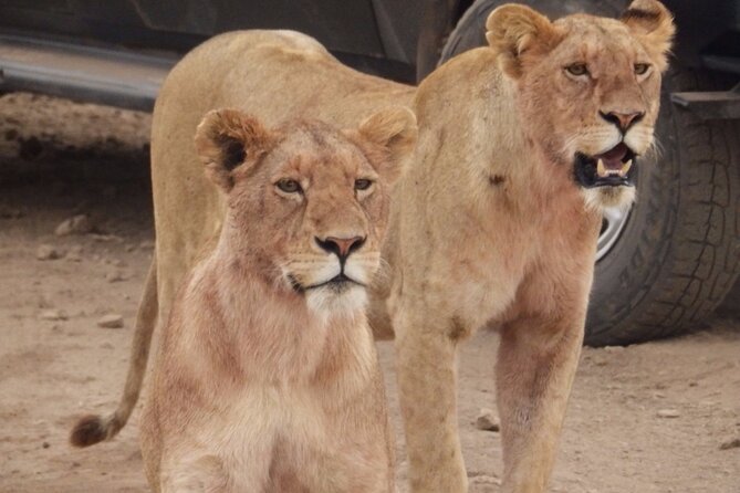 4-Day Safari from Arusha: Tarangire, Serengeti and Ngorongoro - The balloon upgrade and other choices