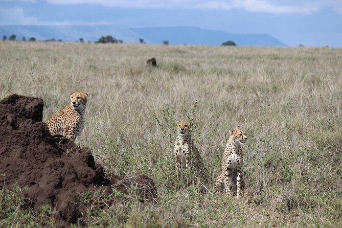 4-Day Safari from Arusha: Tarangire, Serengeti and Ngorongoro - Day 1: Tarangire and the pull of the river