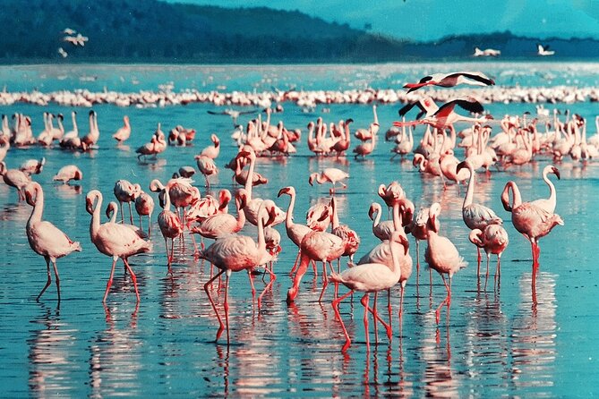 4-Day Safari to Tarangire ,Serengeti and Ngorongoro crater from Arusha - Practical details before you book