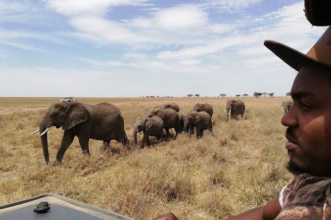 4-Day Safari to Tarangire, Serengeti and Ngorongoro from Arusha - Join a group - Day Three: Morning Wildlife and the Cold Crater Rim