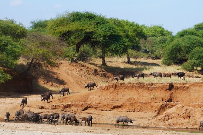 4-Day Safari to Tarangire, Serengeti and Ngorongoro from Arusha - Join a group - Day Four: Six Hours Inside Ngorongoro Crater