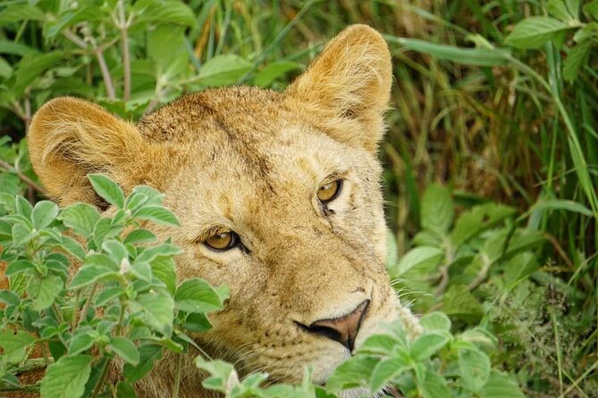 4-Day Safari to Tarangire, Serengeti and Ngorongoro from Arusha - Join a group - Guides and the Difference They Make