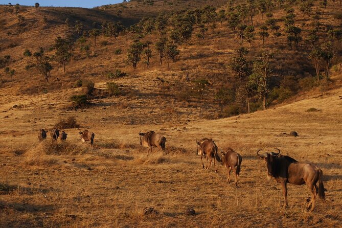 4-Day Safari to Tarangire, Serengeti and Ngorongoro from Arusha - Join a group - Who Should Choose the Shared Safari