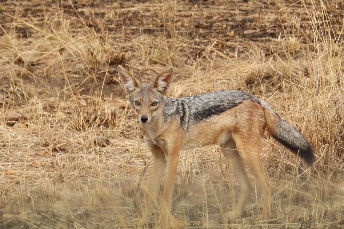 4 Day Serengeti and Ngorongoro crater - Food, water, and safari comfort