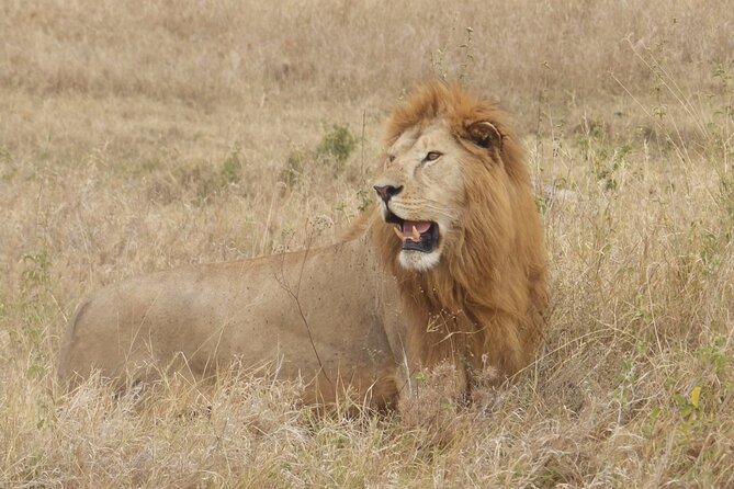 4 Day Serengeti and Ngorongoro crater - Day 2: A full day around Seronera