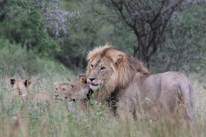 4-Day Simba Safari - Mid Range Tour - What the $2,179 price really buys