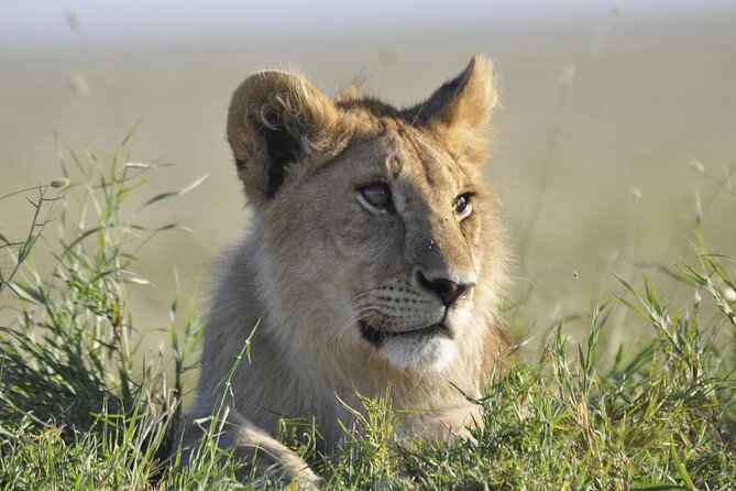 4-Day Simba Safari - Mid Range Tour - Day 4: Ngorongoro Crater concentrates the action