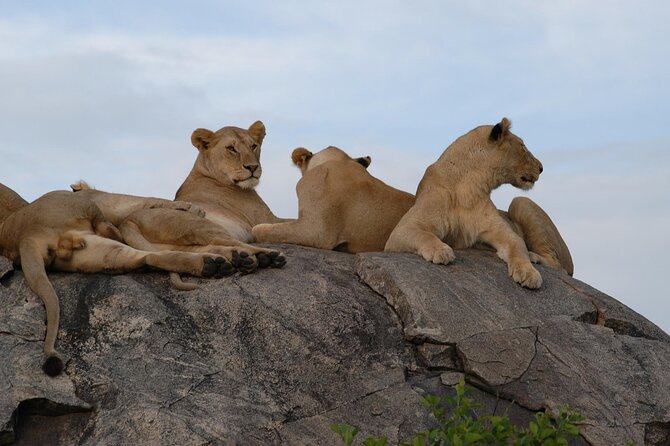4-Day Simba Safari - Mid Range Tour - Why the guide may matter more than the vehicle