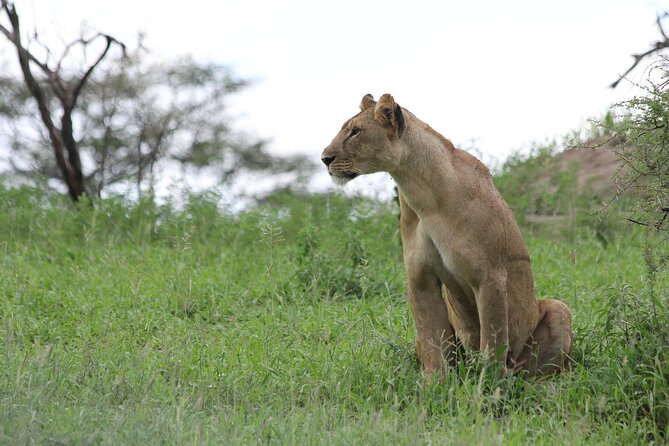 4-Day Simba Safari - Mid Range Tour - The private format and the real pace