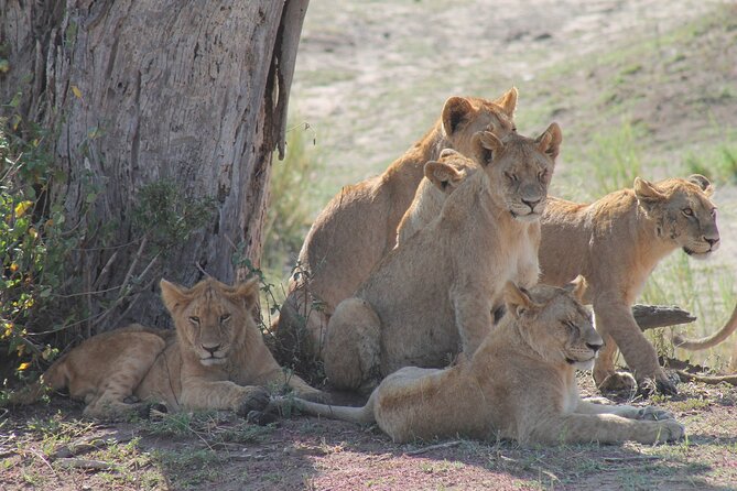 4-Day Simba Safari - Mid Range Tour - Who gets the most from this safari