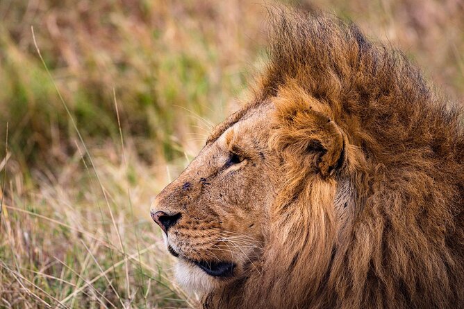 4-Day Simba Safari - Mid Range Tour - Day 2: Serengeti brings the big wildlife hopes