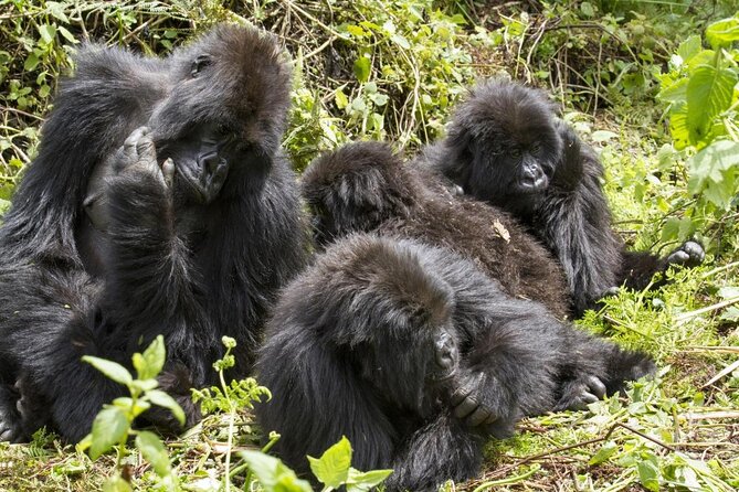4-Day Uganda Gorilla Trekking and Wildlife Safari - Key points to know before you book