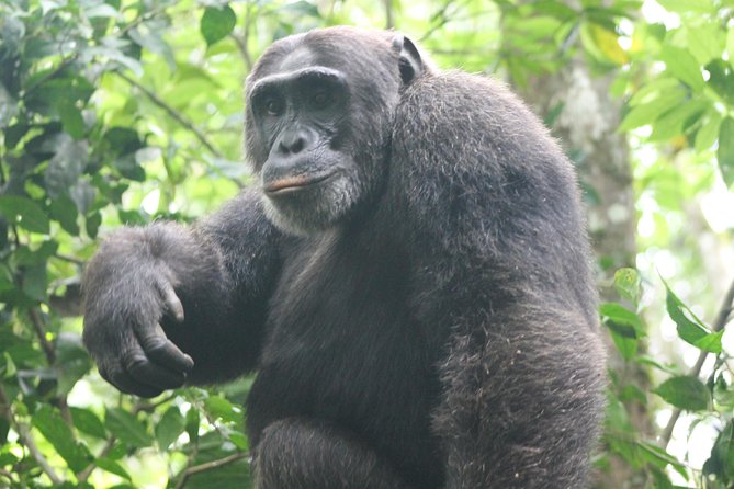 4-Day Uganda Gorilla Trekking and Wildlife Safari - What this four-day Uganda safari really delivers