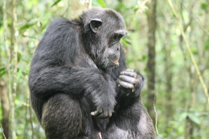 4-Day Uganda Gorilla Trekking and Wildlife Safari - Who should choose this trip?