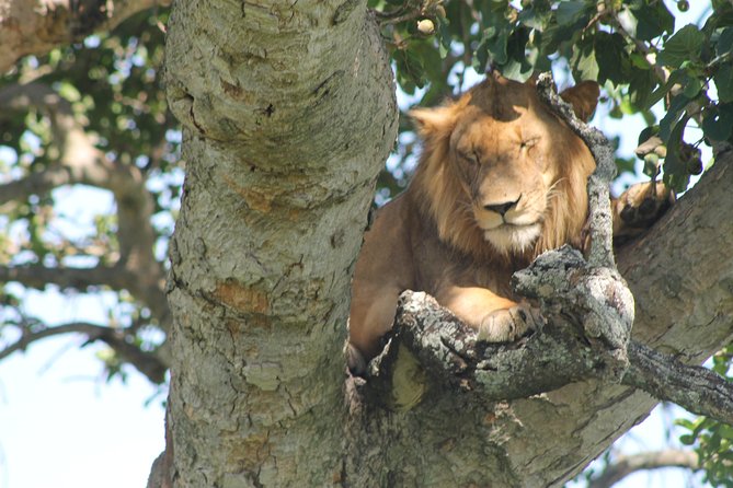 4-Day Uganda Gorilla Trekking and Wildlife Safari - Day 2: Game viewing, Ishasha, and the road to Bwindi