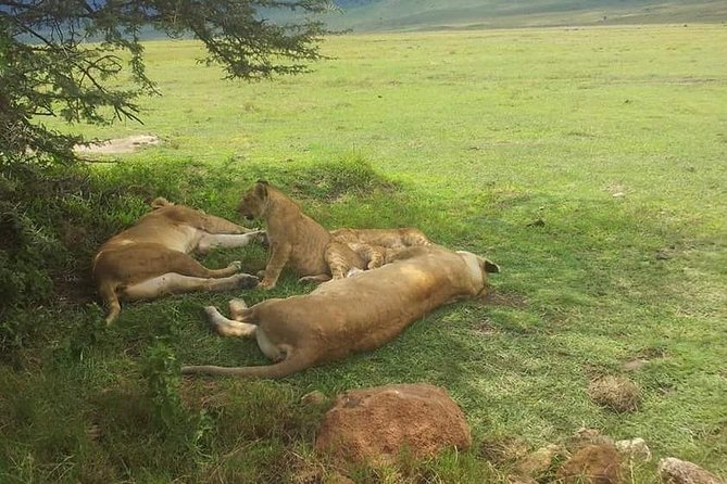 4 Days / 3 Nights Lake Manyara, Ngorongoro and Serengeti - Day 1: elephants and flamingos at Lake Manyara
