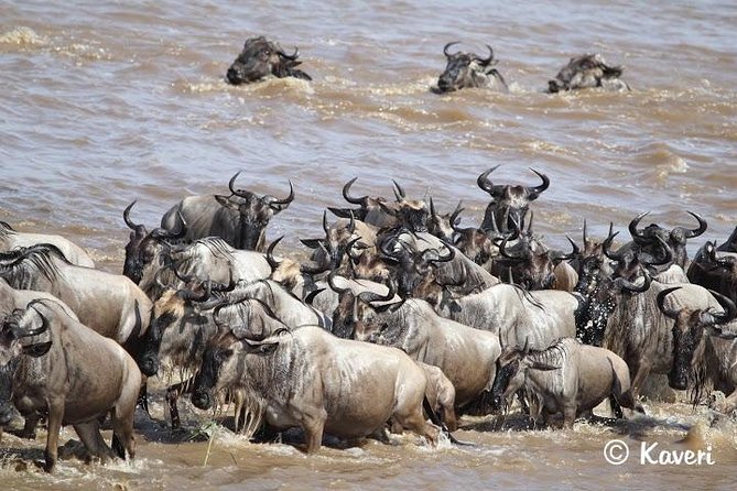 4 Days / 3 Nights Lake Manyara, Ngorongoro and Serengeti - Day 3: Olduvai Gorge and the return toward Ngorongoro