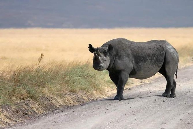 4 Days / 3 Nights Lake Manyara, Ngorongoro and Serengeti - Day 4: descending into Ngorongoro Crater