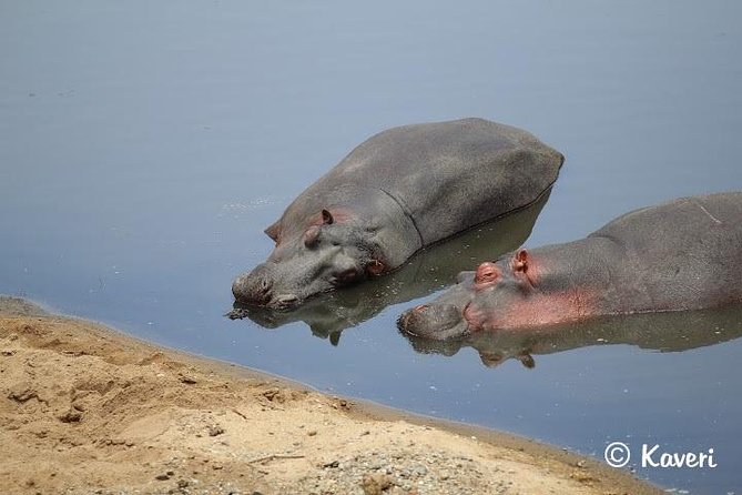 4 Days / 3 Nights Lake Manyara, Ngorongoro and Serengeti - Wildlife: what you have a fair chance to see
