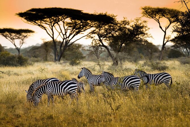 4 Days / 3 Nights Lake Manyara, Ngorongoro and Serengeti - The vehicle, group size, and daily comfort