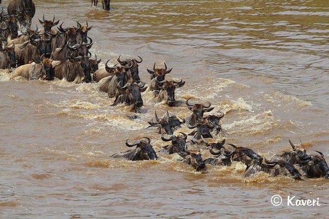 4 Days / 3 Nights Lake Manyara, Ngorongoro and Serengeti - Food, accommodation, and what to clarify