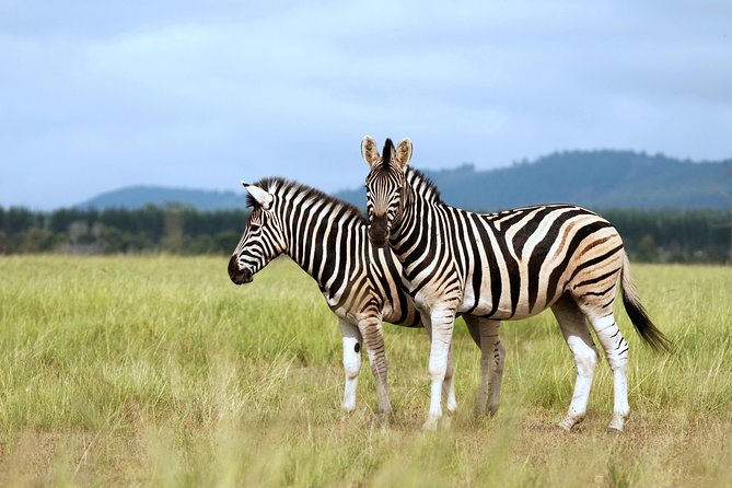 4 Days / 3 Nights Lake Manyara, Ngorongoro and Serengeti - Day 2: the long road into the Serengeti