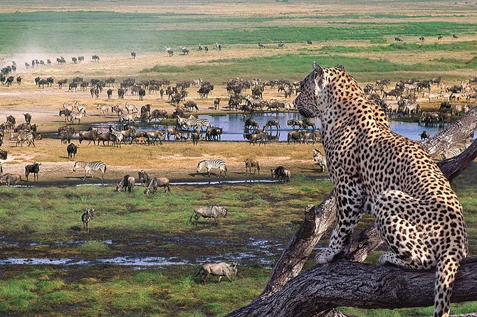 4 Days 3 Nights Tarangire Serengeti & Ngorongoro Lodge Safari - Day 3: A morning game drive, then the Ngorongoro highlands