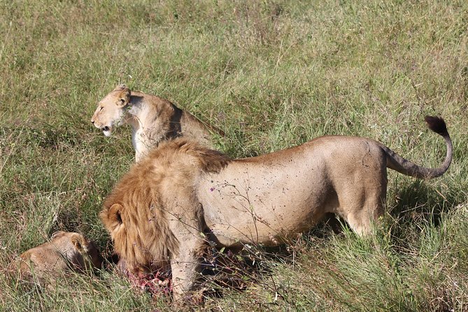 4 Days 3 Nights Tarangire Serengeti & Ngorongoro Lodge Safari - Day 2: Olduvai Gorge on the way to the Serengeti