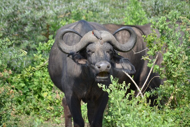 4 days adventure camping safari - Day 3: A long Serengeti day from sunrise to the park exit