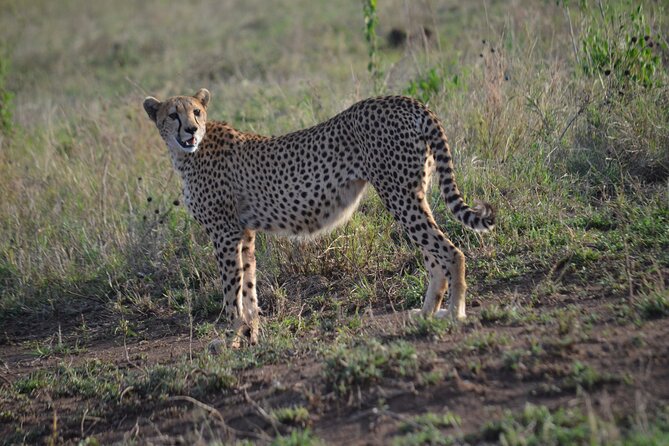 4 days adventure camping safari - Day 4: Down into Ngorongoro Crater for rhino country