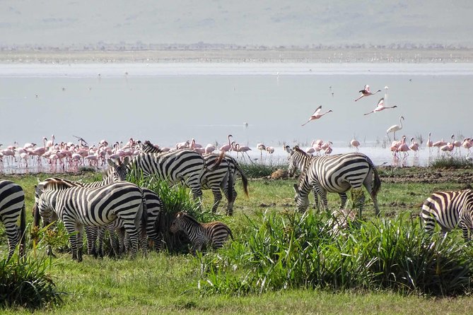 4-Days Adventure Camping Safari to Tarangire, Serengeti & Ngorongoro - Day 2: Entering the Serengeti for sunset