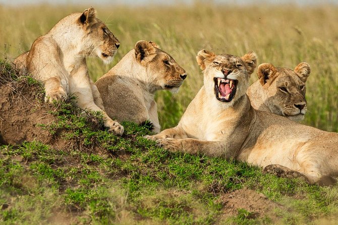 4-Days Adventure Camping Safari to Tarangire, Serengeti & Ngorongoro - What the small group and private vehicle mean
