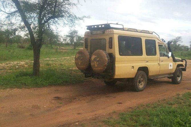 4 Days Affordable Tanzania Budget Safari - Day 4: Inside the Ngorongoro Crater