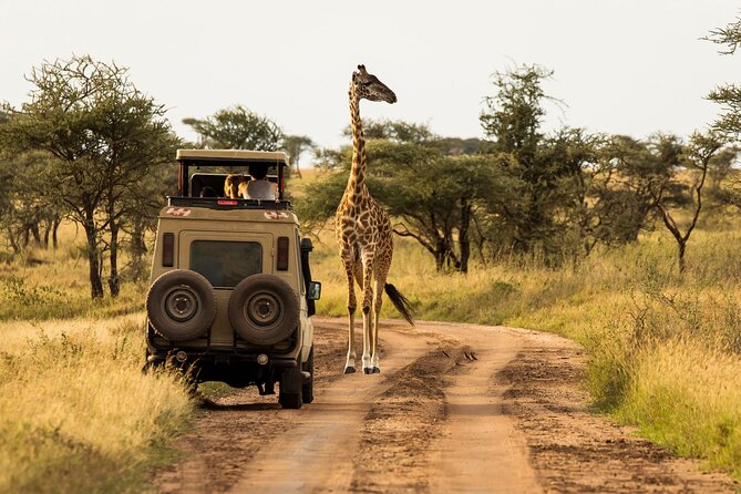 4 days Awesome Luxury safari Tarangire Serengeti & Ngorongoro - Three parks, four days, and a lot of road