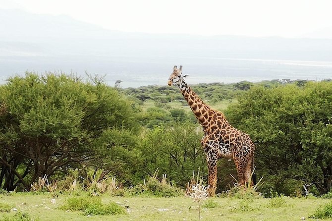 4 days Awesome Luxury safari Tarangire Serengeti & Ngorongoro - Day 3: Early predators and a Serengeti sunrise