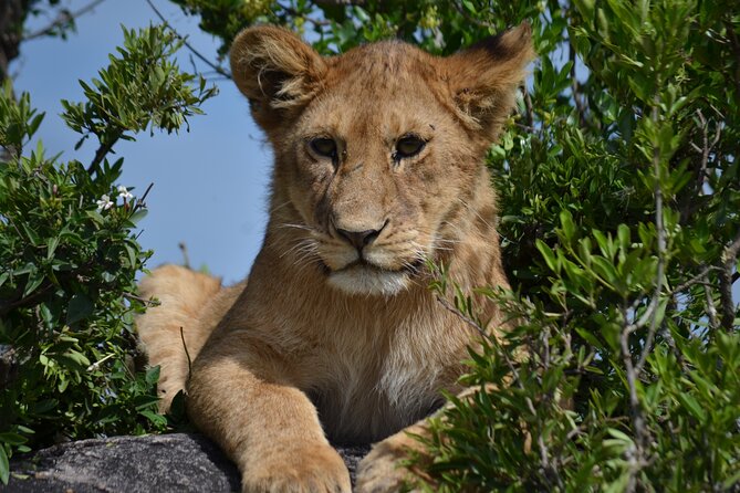 4 days Awesome Luxury safari Tarangire Serengeti & Ngorongoro - Who should choose this safari?