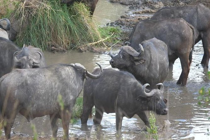4 days Best experience Kilimanjaro Hike, Serengeti &Ngorongoro - Key points at a glance