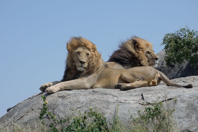 4 days Best experience Kilimanjaro Hike, Serengeti &Ngorongoro - Day 3: From Serengeti to the Ngorongoro rim