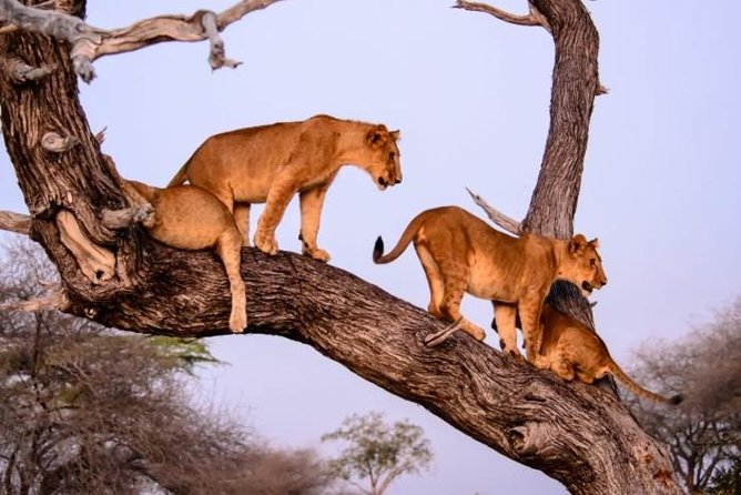 4 days Best experience Kilimanjaro Hike, Serengeti &Ngorongoro - Camping, transport and included value