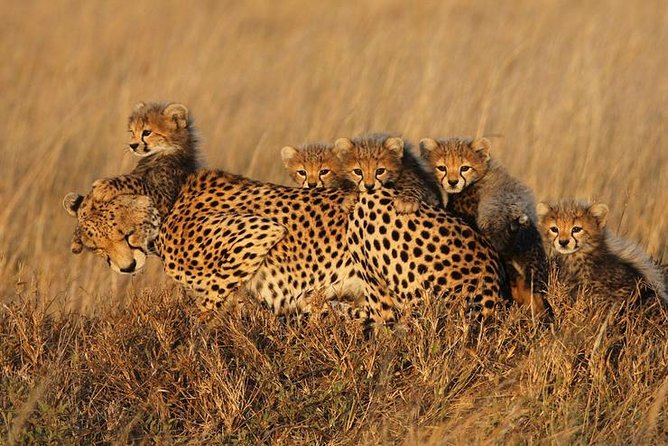 4 days Best experience Kilimanjaro Hike, Serengeti &Ngorongoro - Who will enjoy this trip most
