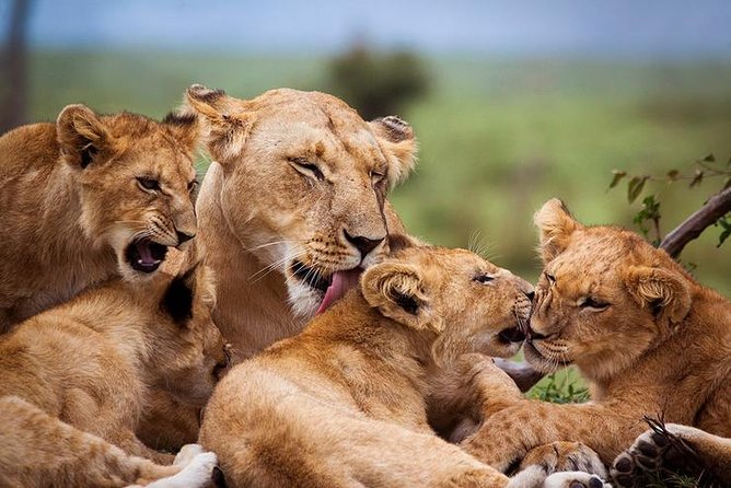 4 days Best experience Kilimanjaro Hike, Serengeti &Ngorongoro - Booking details worth confirming