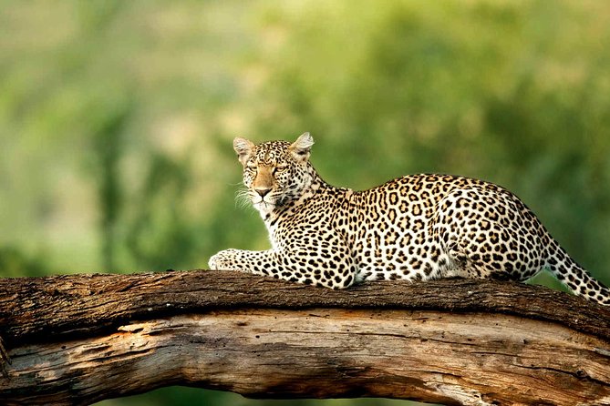 4 Days Experience big five in Tarangire, Serengeti & Ngorongoro Safari - Three parks in four days