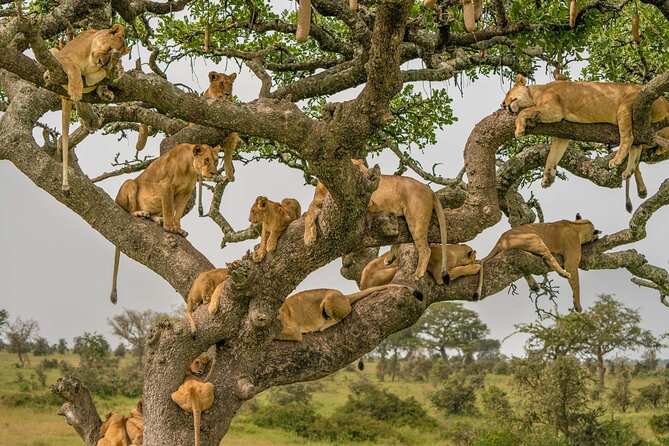 4 Days Experience big five in Tarangire, Serengeti & Ngorongoro Safari - Day 4: Ngorongoro Crater and the return to Arusha