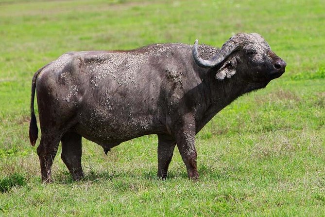 4 Days Experience big five in Tarangire, Serengeti & Ngorongoro Safari - Day 1: Tarangire’s elephants and baobab country