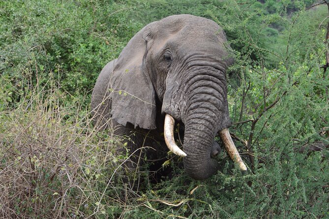 4 Days Group Camping Safari - Day 3: Early Serengeti viewing and the move toward Ngorongoro