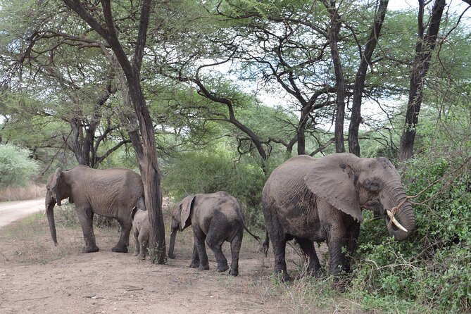 4 Days Group Camping Safari - Who will enjoy this safari most
