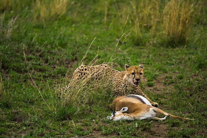 4 Days Group Joining Camping Safari to Tarangire Serengeti Ngorongoro Crater - Day 4: Inside Ngorongoro Crater